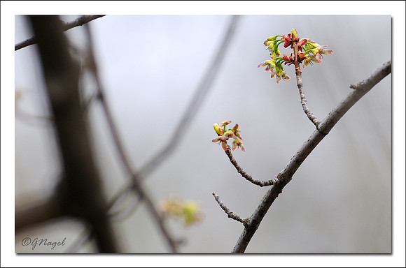 Signs of Spring