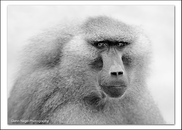 Baboon