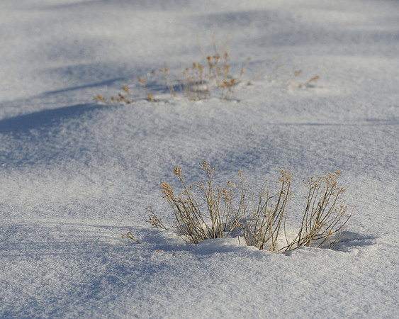 Grass in the snow