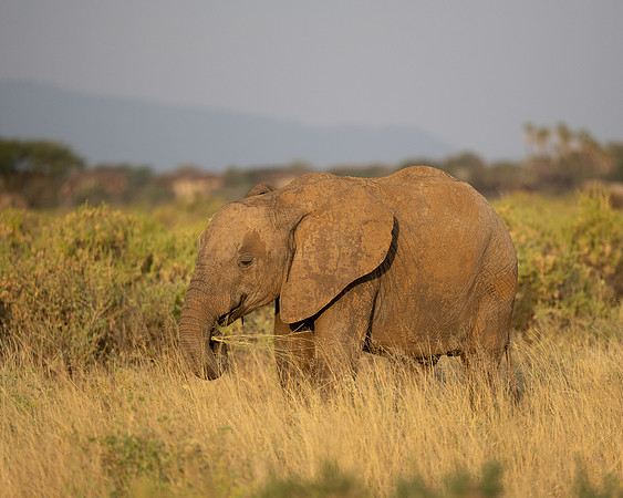 African Elephant