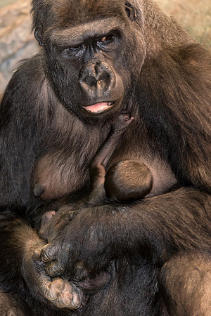 Gorilla