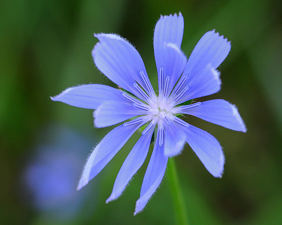 Blue flower