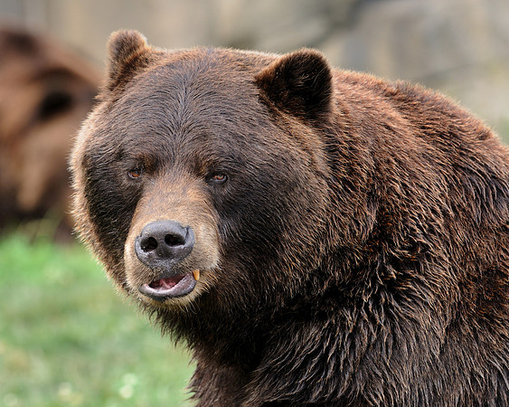 Grizzly bear