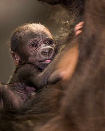 Baby gorilla