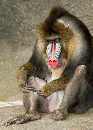 Mandrill