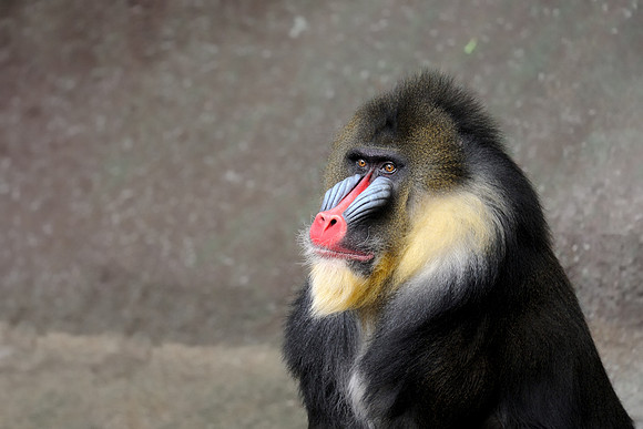 Mandrill