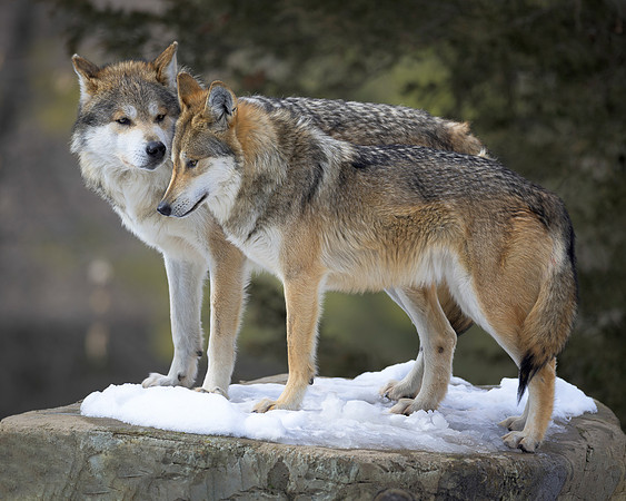 Mexican gray wolves