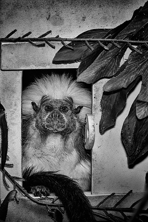 Cotton-top tamarin