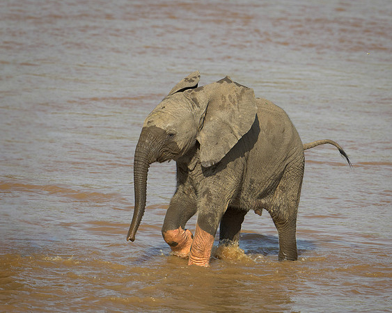 Baby Elephant
