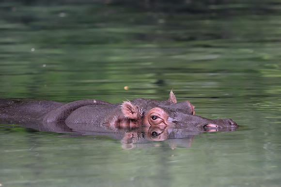 Hippopotamus