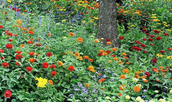 Multi-colored flowers by tree