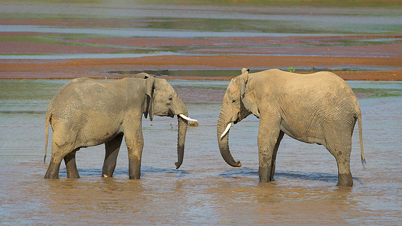 African Elephants