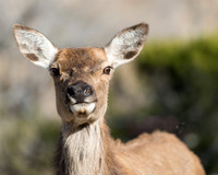 White-tailed Deer