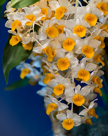 Yellow and white orchids