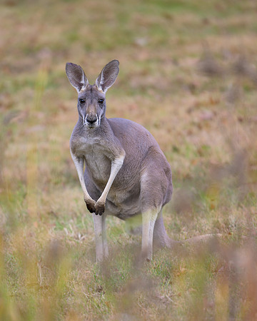 Kangaroo
