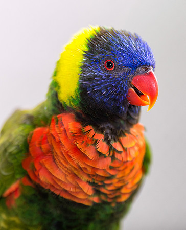 Rainbow lorikeet