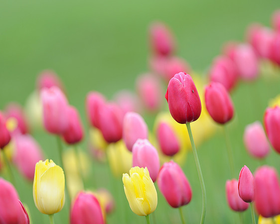 Tulips