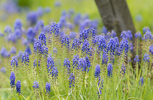 Blue Hill Sage