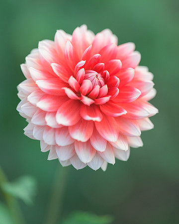 Dahlia