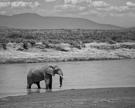 Elephant