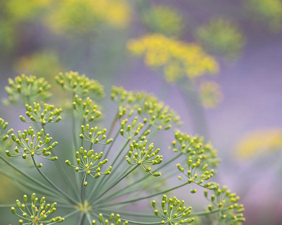 Yellow flowers
