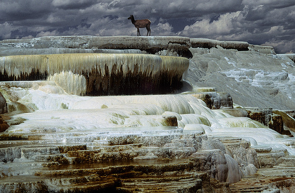 Terrace elk
