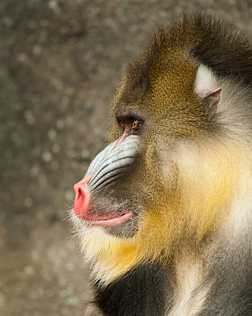Mandrill