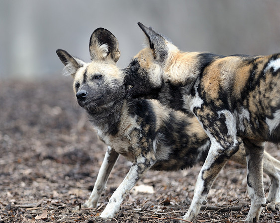 African wild dogs