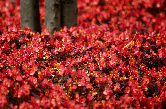 Begonias