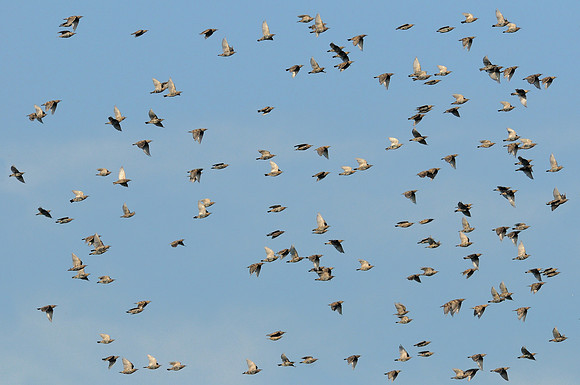 Flock in flight
