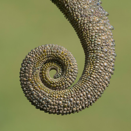 Chameleon Tail