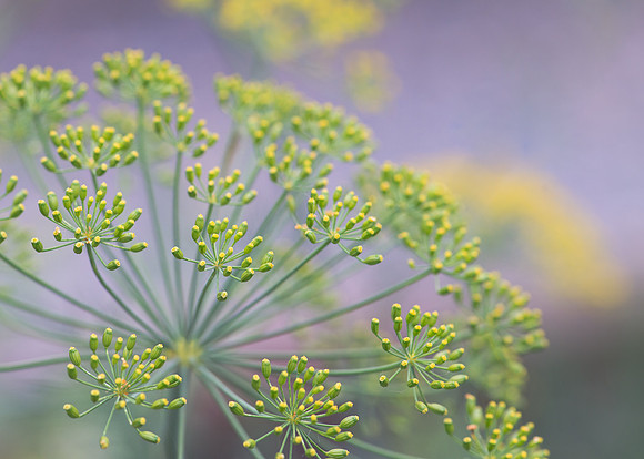 Yellow flowers