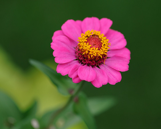 Pink flower