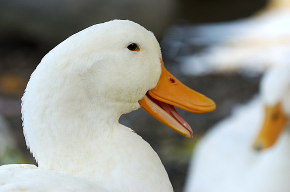 Laughing duck
