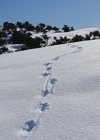 Footprints in the snow