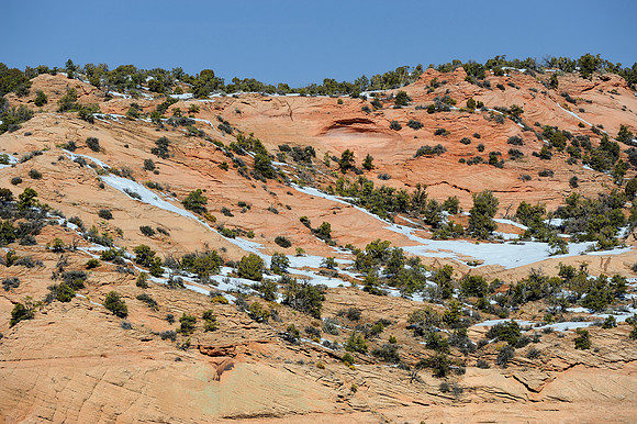 Pinyon pine forest