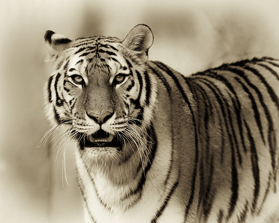 Amur tiger