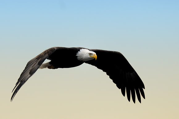 American eagle