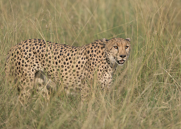 Cheetah