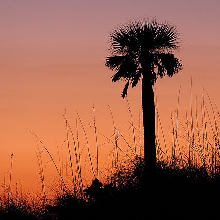 Palm silhouette