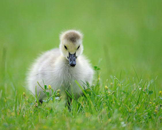 Gosling