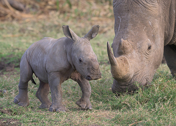 White Rhinoceroses