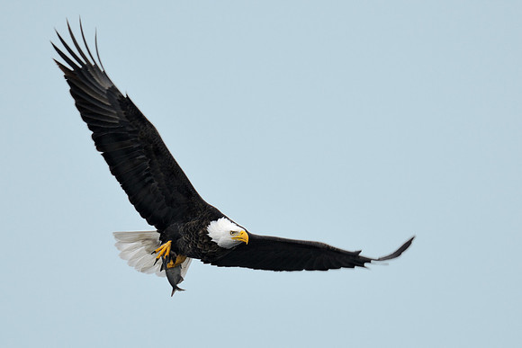 Eagle in flight