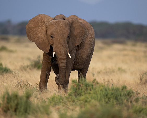 African Elephant