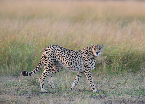 Cheetah