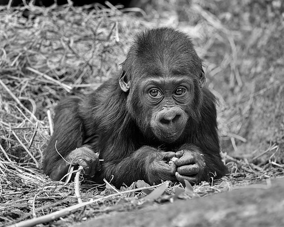 Infant gorilla