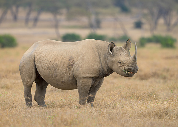 Black Rhinoceros