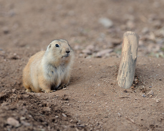Black-tailed prairie dog