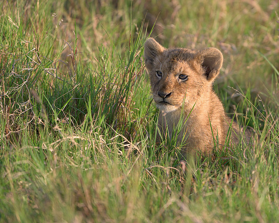 Lion Cub