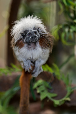 Cotton-top tamarin
